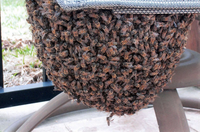 Honeycomb structure removed during a live bee relocation