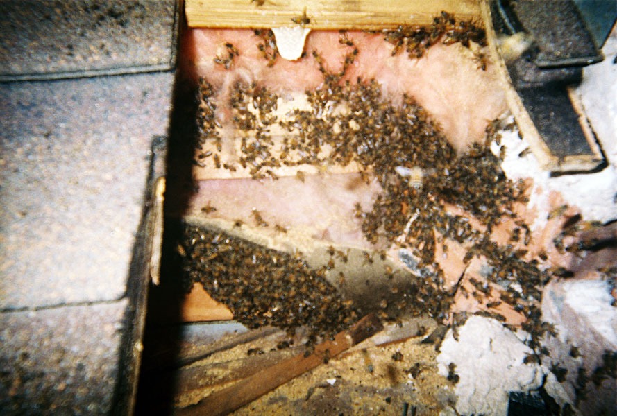 In-wall honeycomb extraction by a certified beekeeper