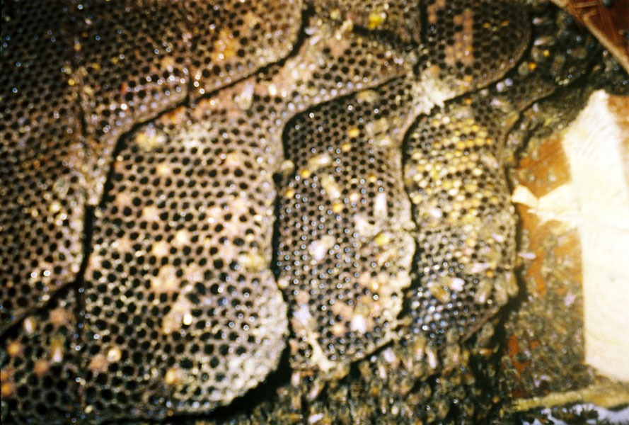 In-wall honeycomb extraction by a certified beekeeper