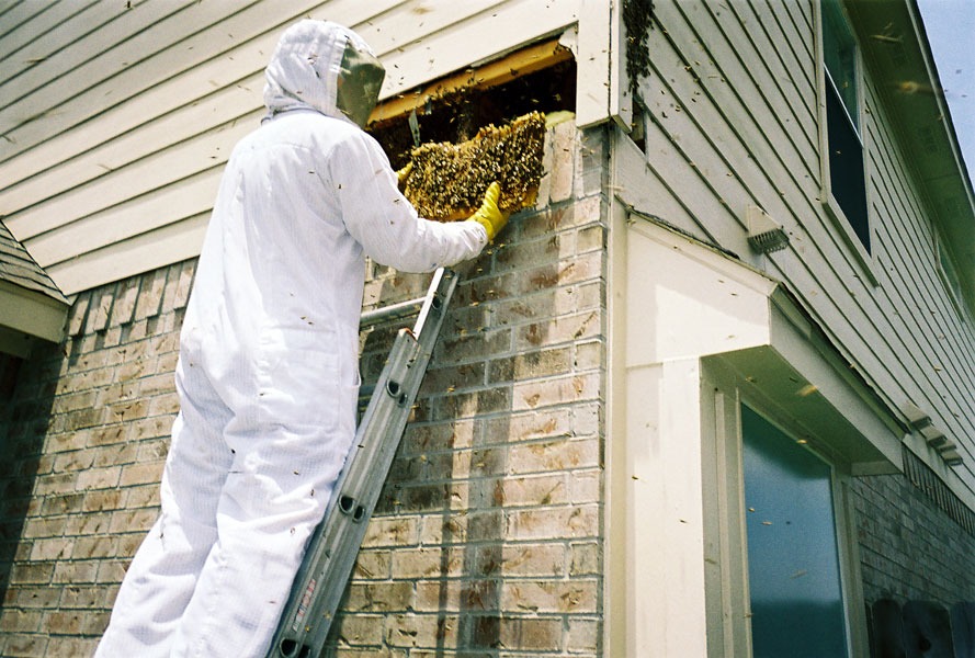 In-wall honeycomb extraction by a certified beekeeper