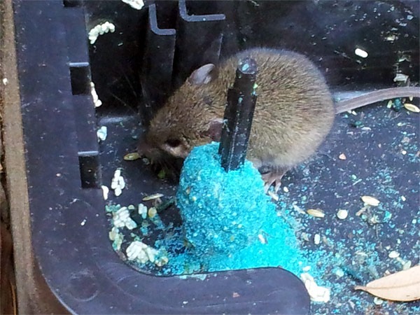 Gotcha-branded rodent bait station installed on site