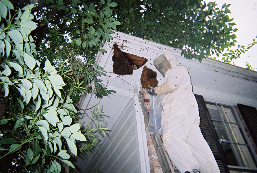 In-wall honeycomb extraction by a certified beekeeper