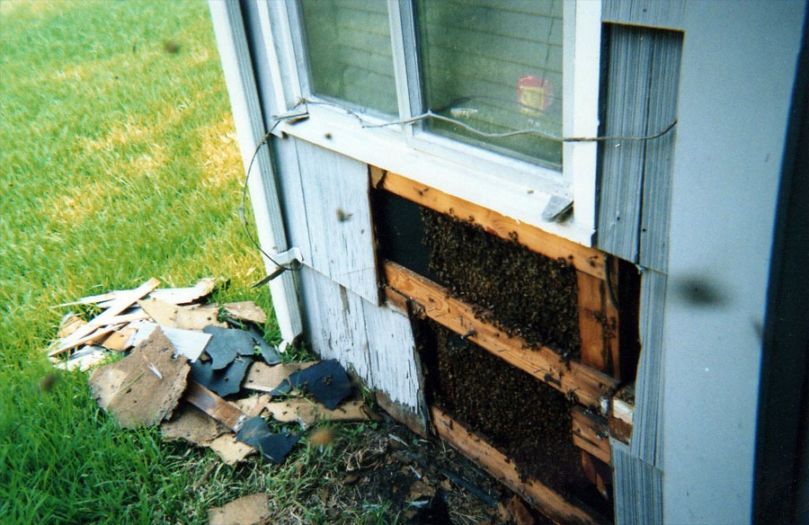 Bee & honeycomb removal — in-progress customer project