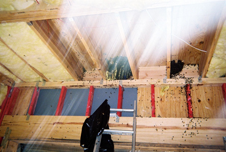 In-wall honeycomb extraction by a certified beekeeper