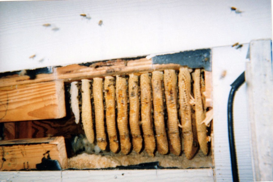 Bee & honeycomb removal — in-progress customer project