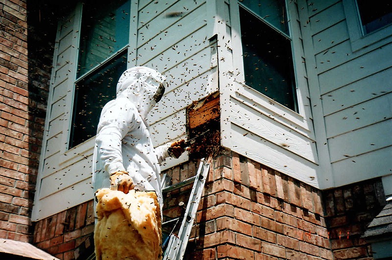 Honeycomb structure removed during a live bee relocation