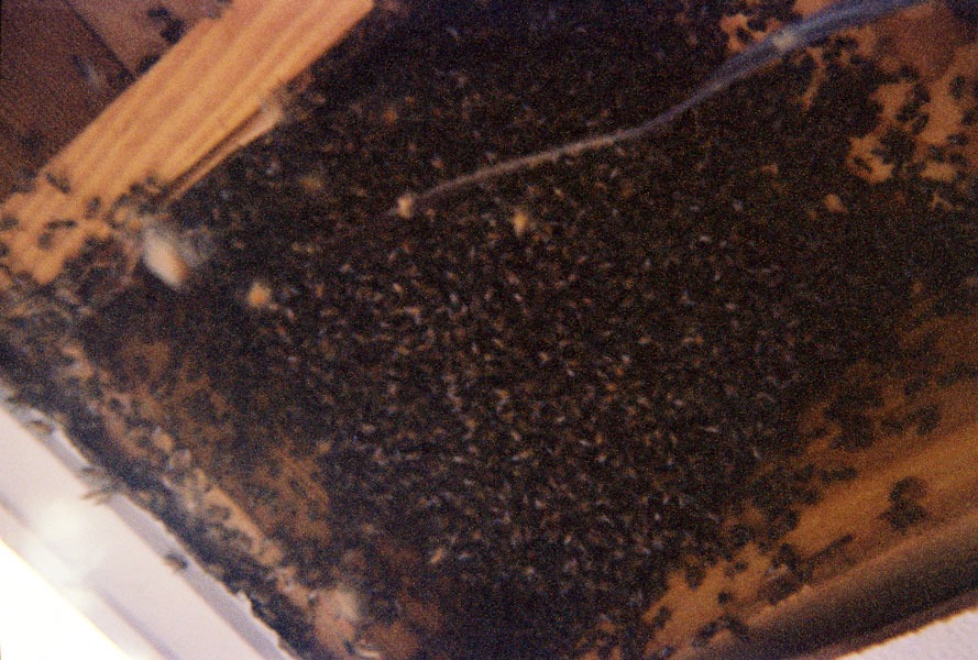 Honeybee swarm removal in progress
