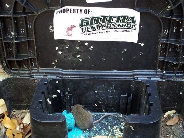 Gotcha-branded rodent bait station installed on site