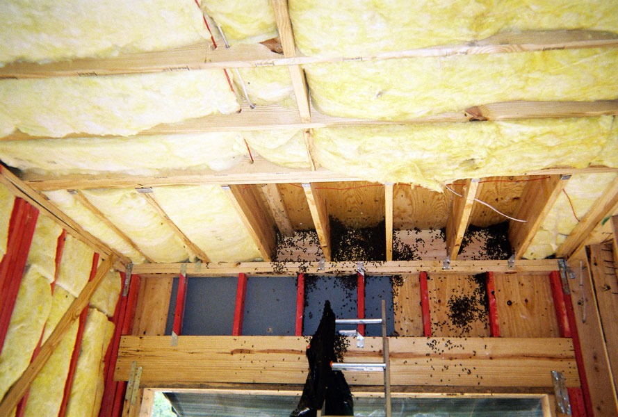 In-wall honeycomb extraction by a certified beekeeper