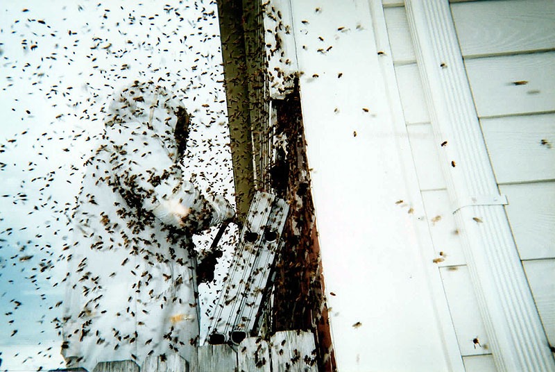 Honeycomb structure removed during a live bee relocation