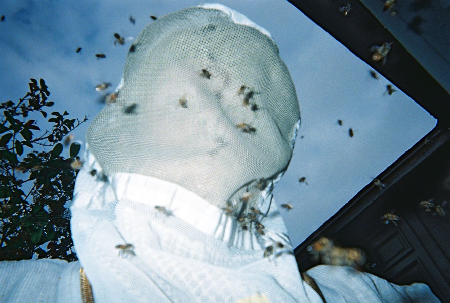 In-wall honeycomb extraction by a certified beekeeper