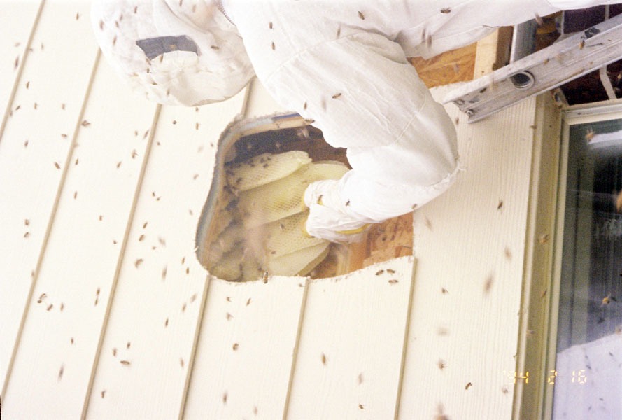 Honeybee swarm removal in progress