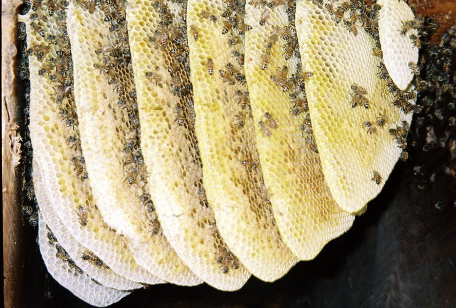 Honeybee swarm removal in progress