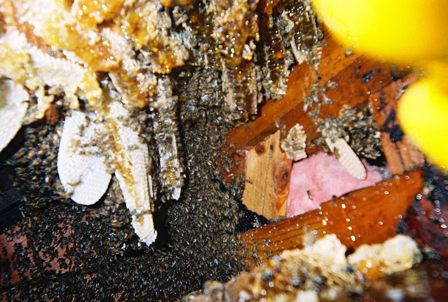 In-wall honeycomb extraction by a certified beekeeper