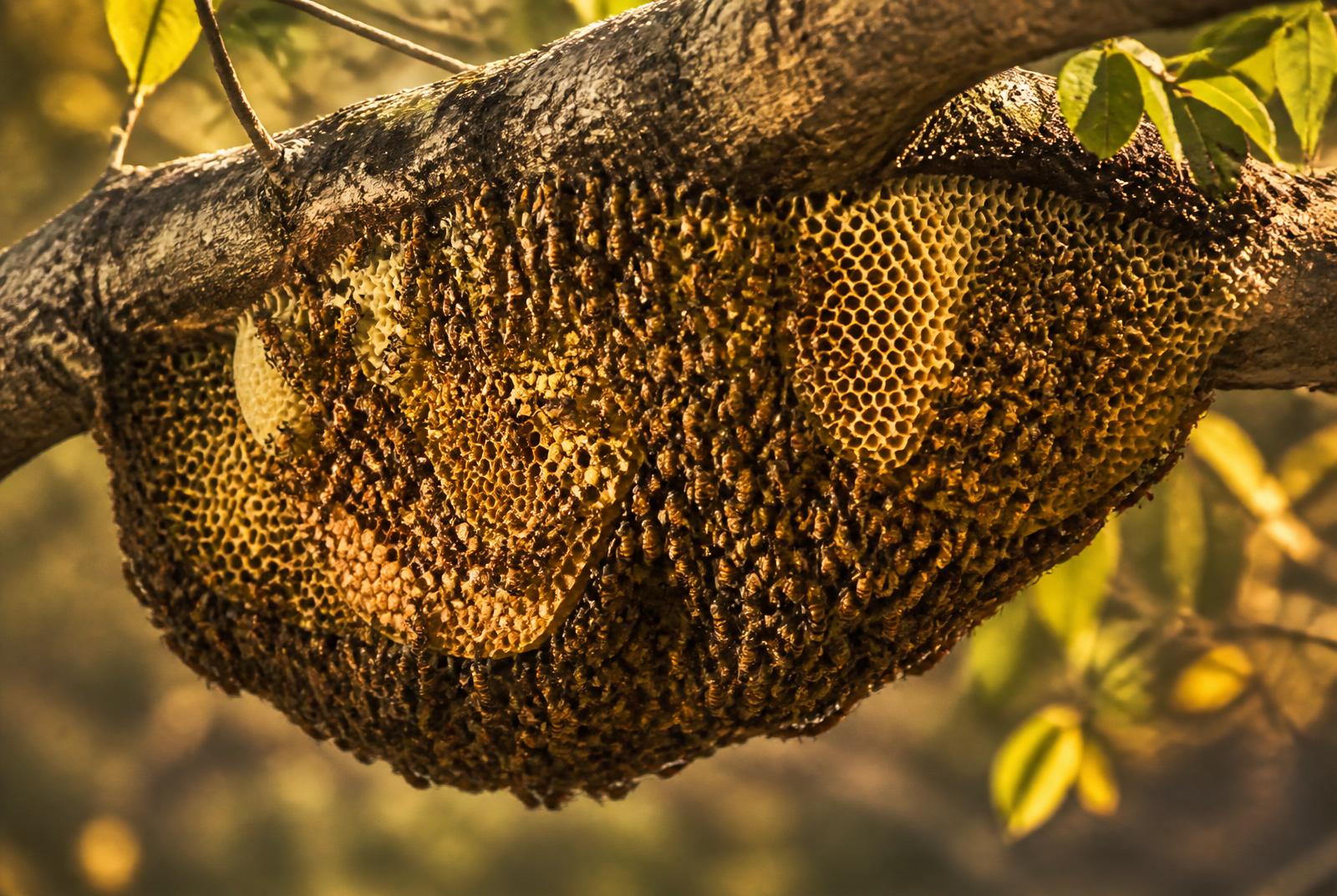 Wild honey bee colony on a tree branch