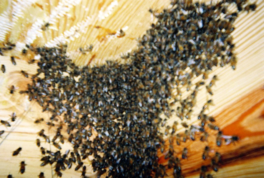 In-wall honeycomb extraction by a certified beekeeper