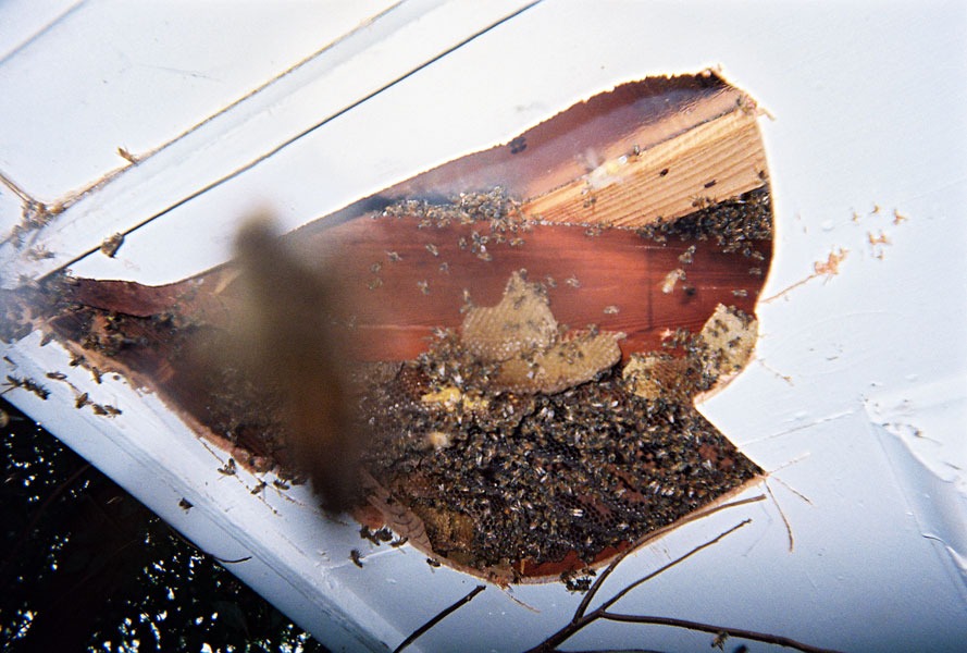 In-wall honeycomb extraction by a certified beekeeper