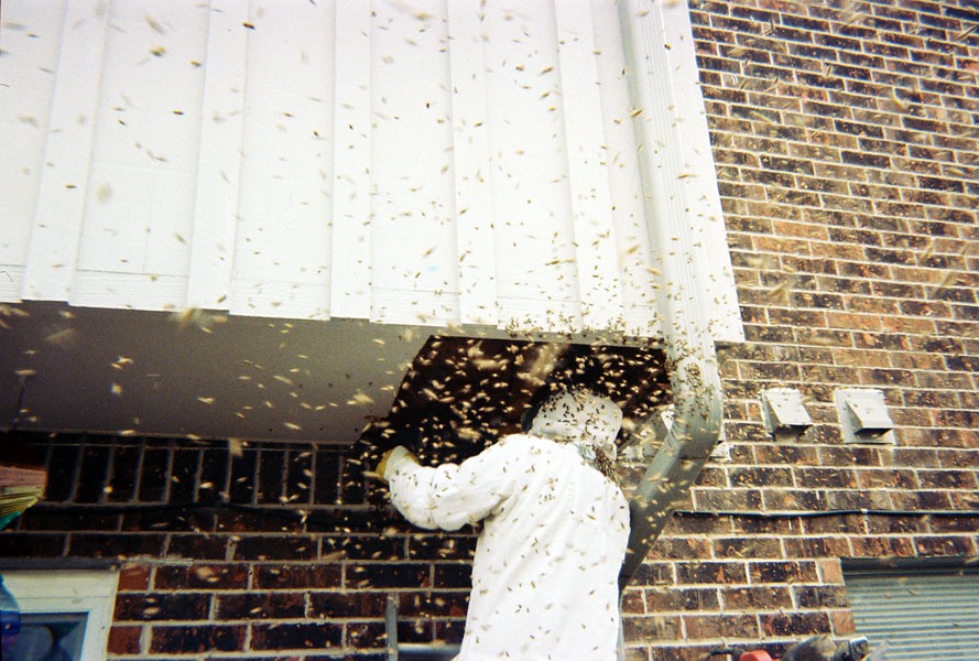 Honeybee swarm removal in progress
