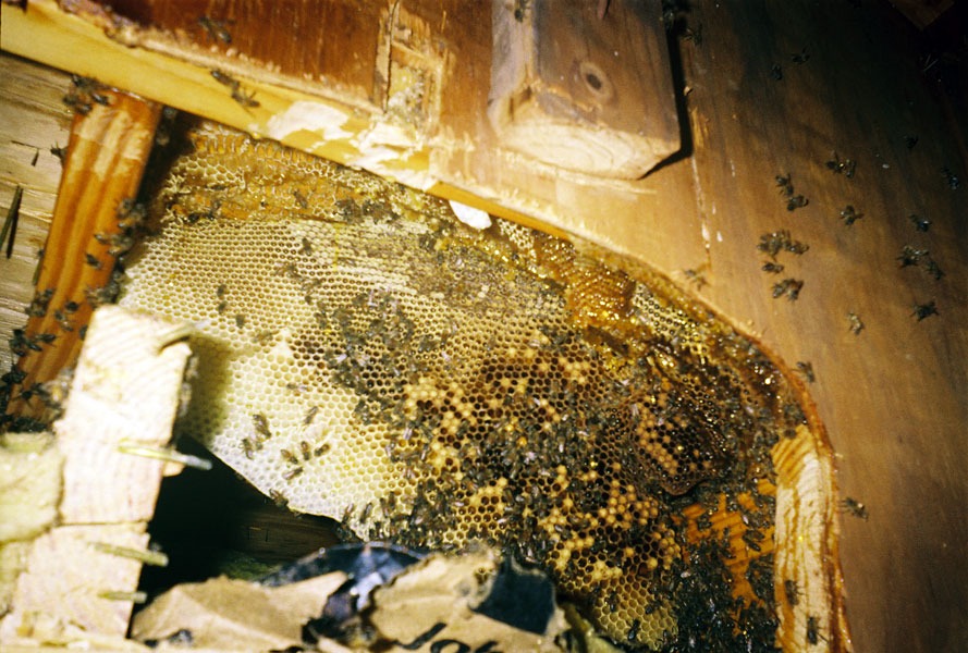 In-wall honeycomb extraction by a certified beekeeper