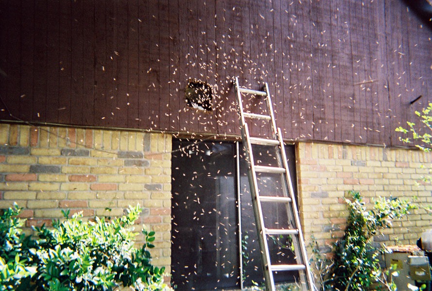 In-wall honeycomb extraction by a certified beekeeper