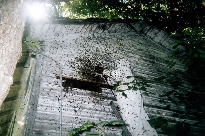 Honeycomb structure removed during a live bee relocation
