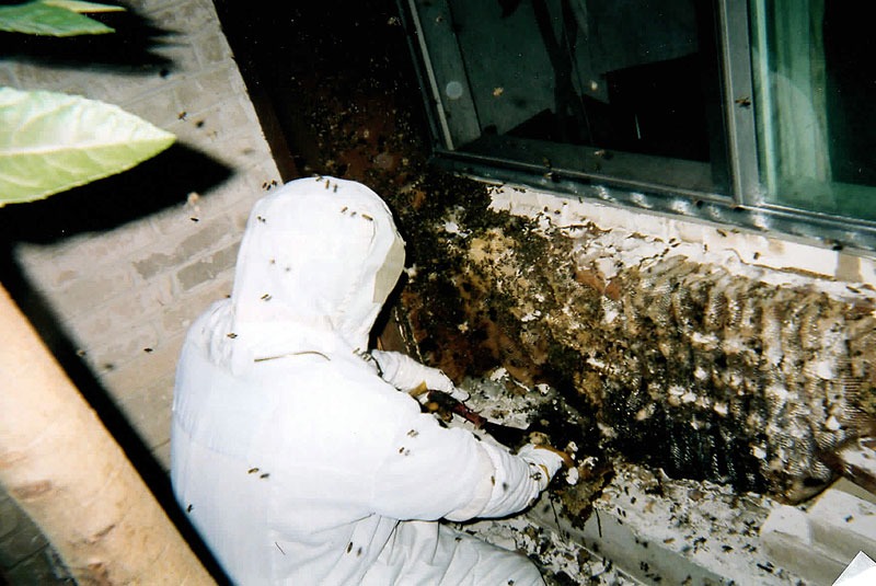 Honeycomb structure removed during a live bee relocation