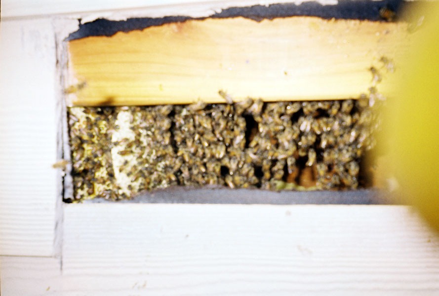 In-wall honeycomb extraction by a certified beekeeper