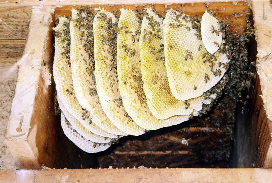 Honeybee swarm removal in progress