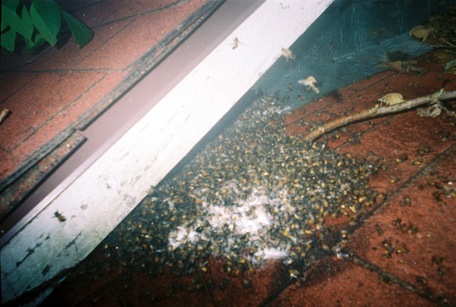 In-wall honeycomb extraction by a certified beekeeper