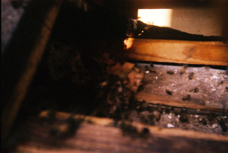 In-wall honeycomb extraction by a certified beekeeper