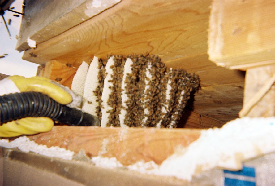 Honeybee swarm removal in progress
