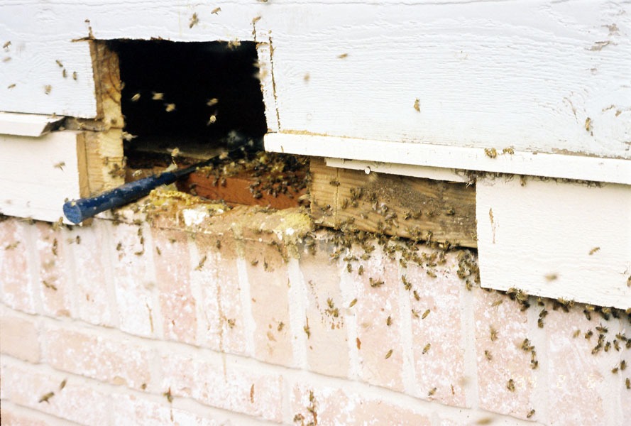 Honeybee swarm removal in progress