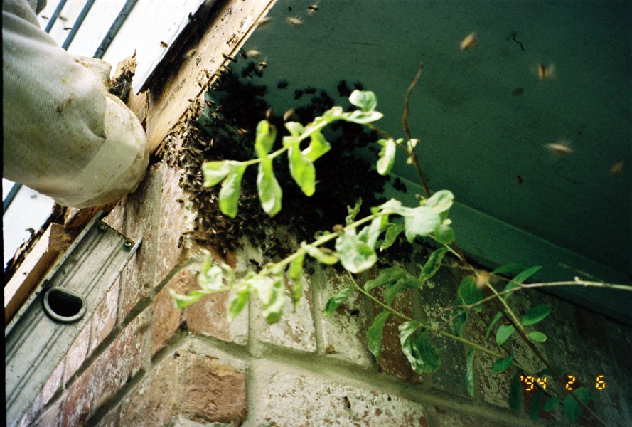 Honeybee swarm removal in progress