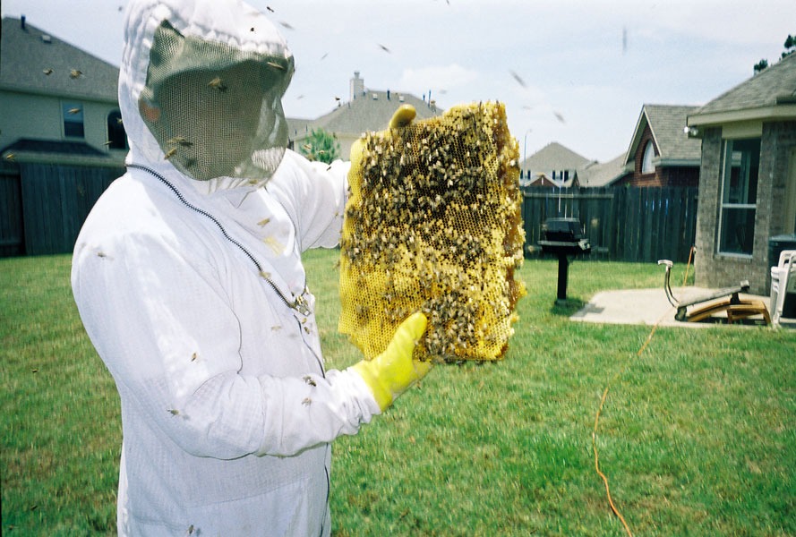 In-wall honeycomb extraction by a certified beekeeper