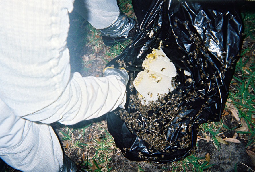 In-wall honeycomb extraction by a certified beekeeper