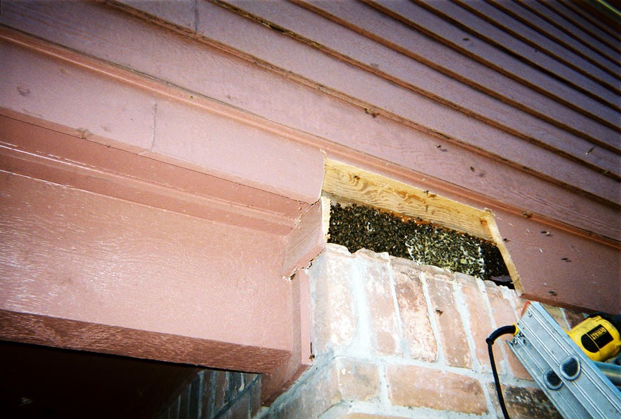In-wall honeycomb extraction by a certified beekeeper