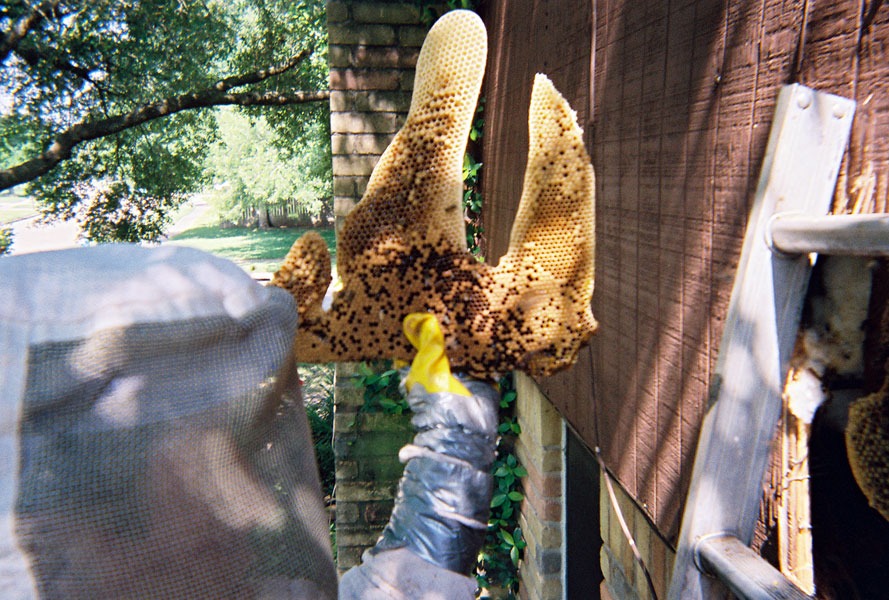 In-wall honeycomb extraction by a certified beekeeper