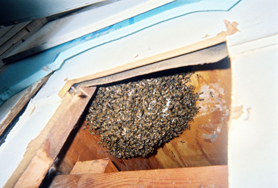 In-wall honeycomb extraction by a certified beekeeper