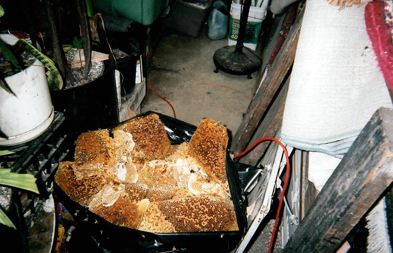 Honeycomb structure removed during a live bee relocation