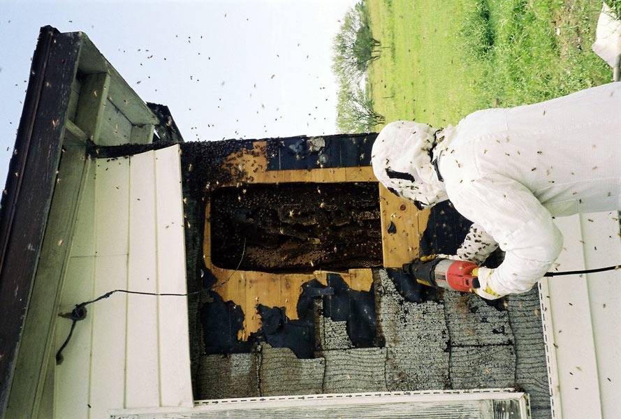 Honeybee swarm removal in progress