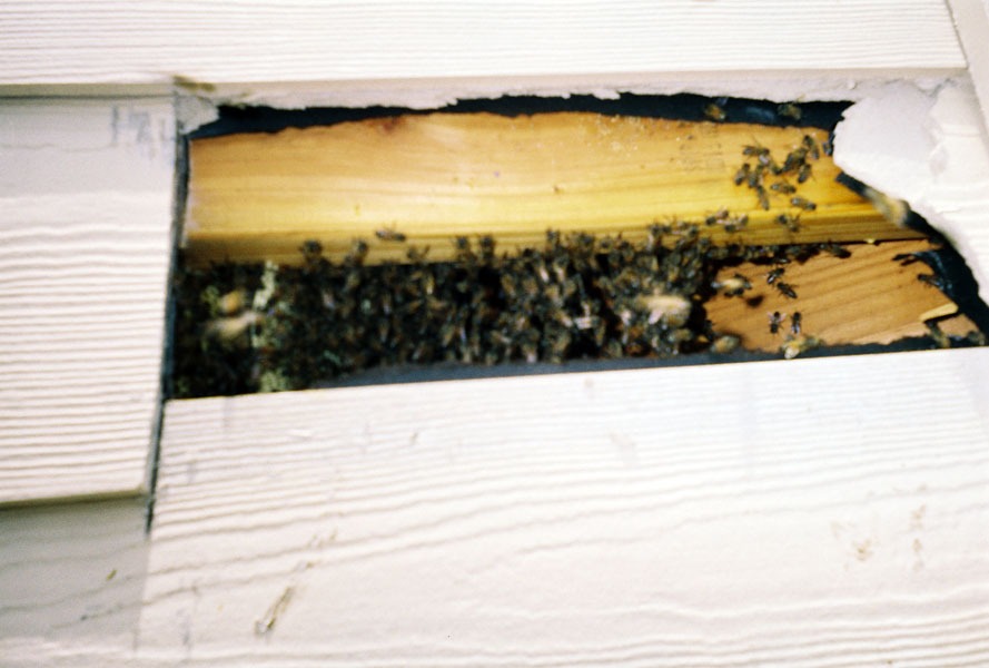 In-wall honeycomb extraction by a certified beekeeper