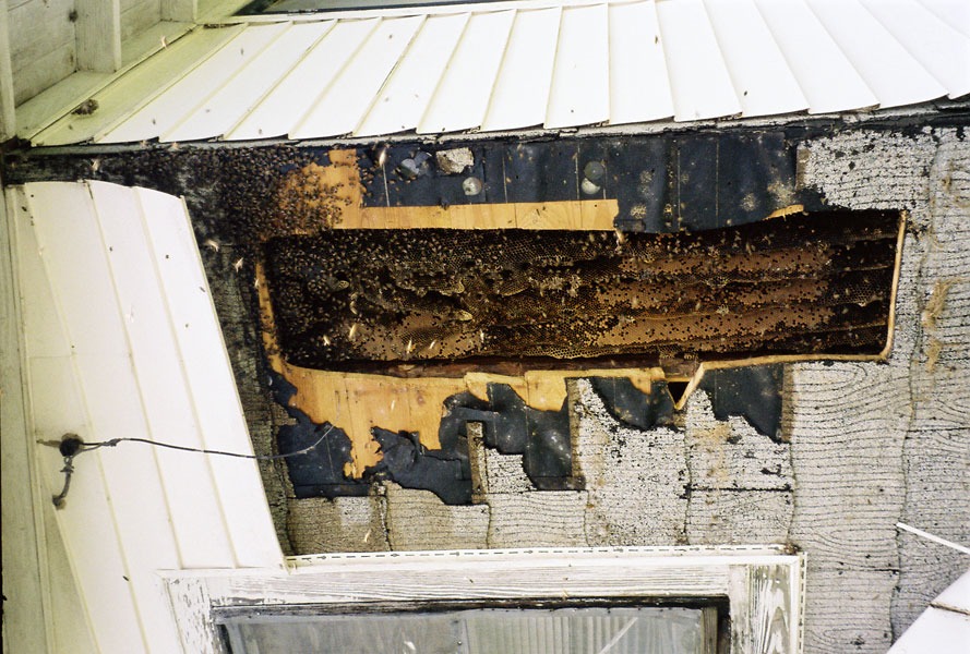 Honeybee swarm removal in progress