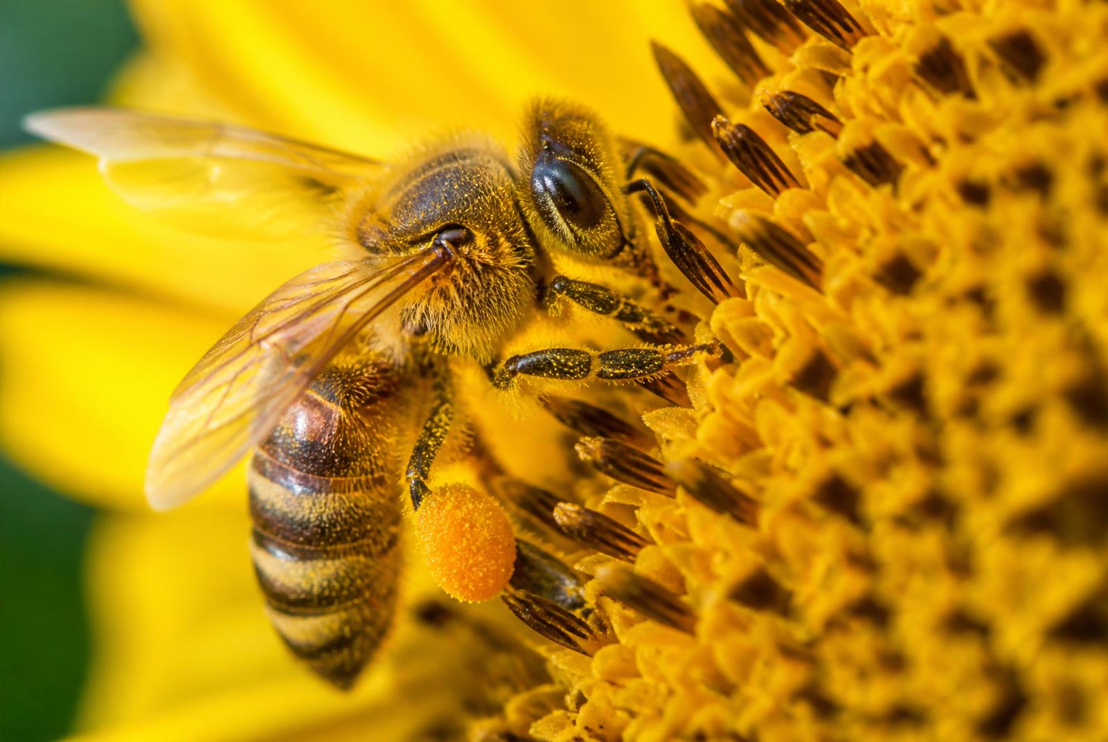 Worker bee collecting nectar from a flower