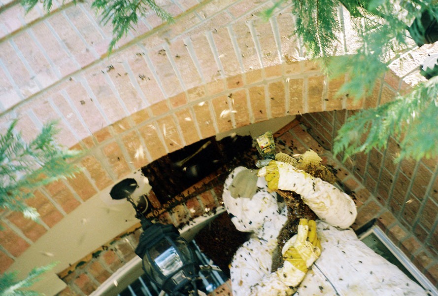 Honeybee swarm removal in progress