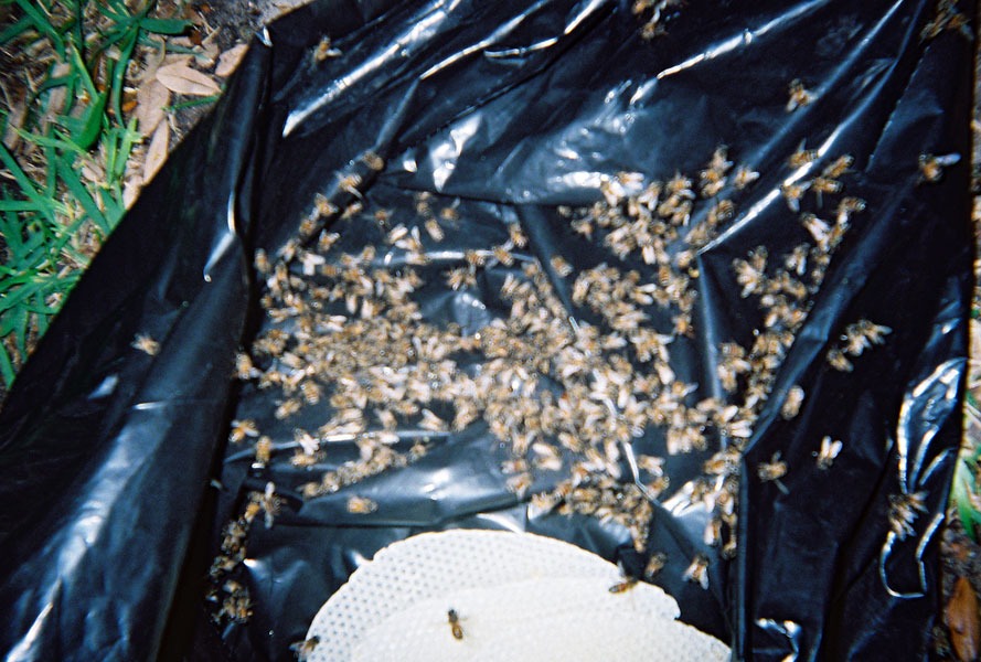In-wall honeycomb extraction by a certified beekeeper