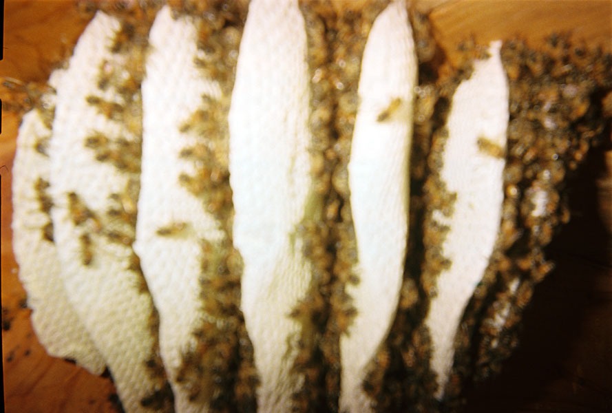 Honeybee swarm removal in progress