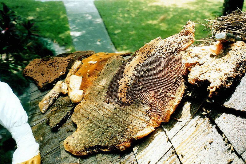 Honeycomb structure removed during a live bee relocation