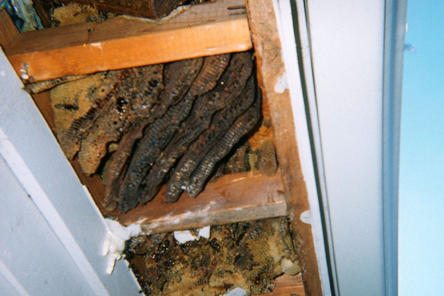 Bee & honeycomb removal — in-progress customer project