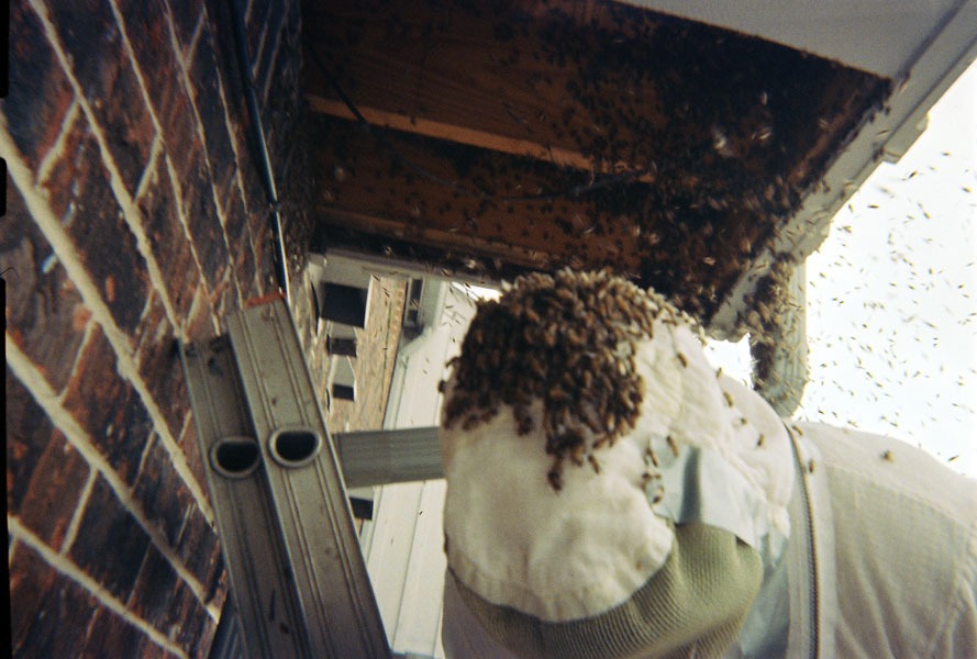 Honeybee swarm removal in progress