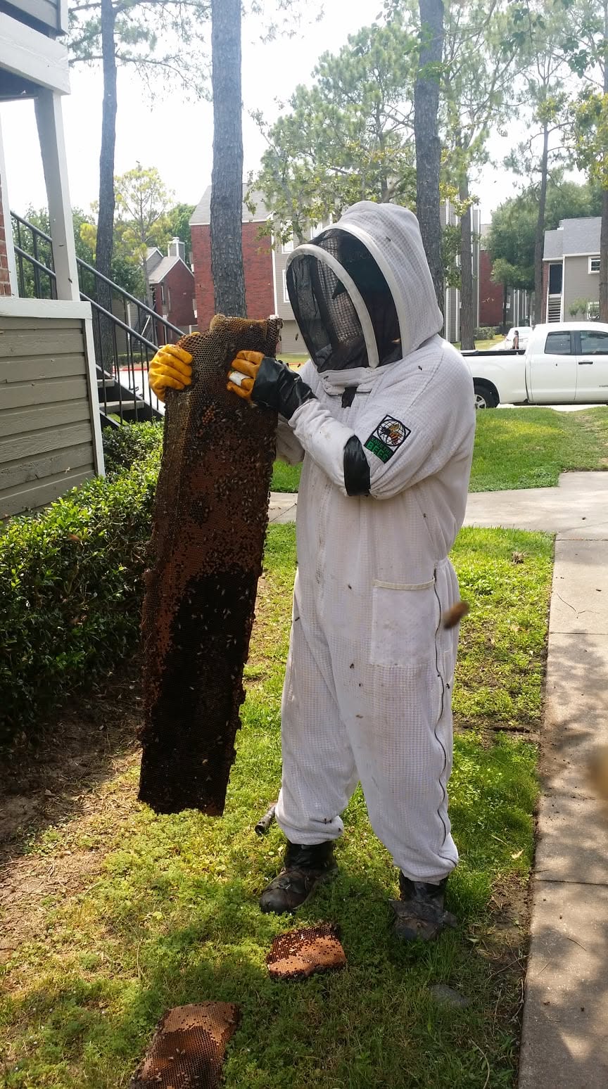 Live bee removal by a Gotcha technician